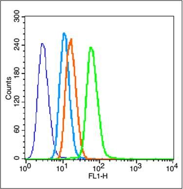 caspase-3 p17 subunit antibody