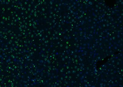 Histone H3/HIST3H3 antibody