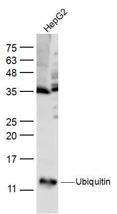 Ubiquitin泛素蛋白抗体