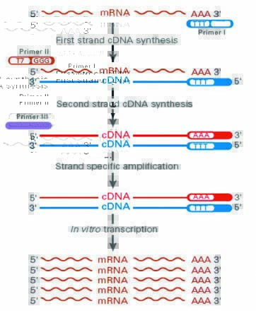 单细胞RNA扩增试剂盒扩增mRNA链