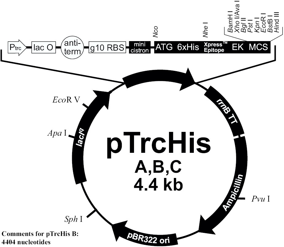 pTrcHisC载体图谱