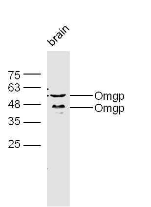 Omgp antibody