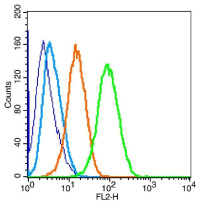 PERK蛋白激酶样内质网激酶抗体