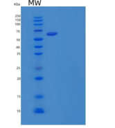 小鼠细胞粘附分子1重组蛋白