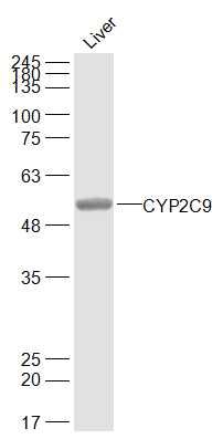 CYP2C9细胞色素P450 2C9抗体