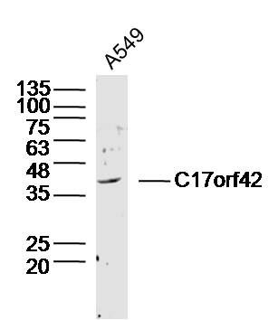 C17orf42 antibody