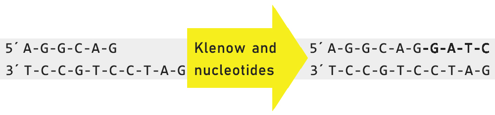 填入法DNA末端标记试剂盒反应的示意图