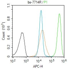 CDCA1 antibody