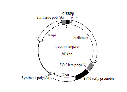 C/EBPβ-Luc荧光素酶报告基因质粒哪里买