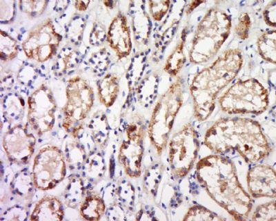 GPR91 G蛋白偶联受体GPR91蛋白抗体