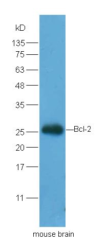 Bcl-2 antibody