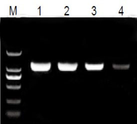 2×Taq Plus PCR MasterMix厂家