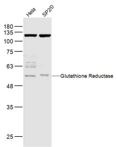 Glutathione Reductase谷胱甘肽还原酶抗体