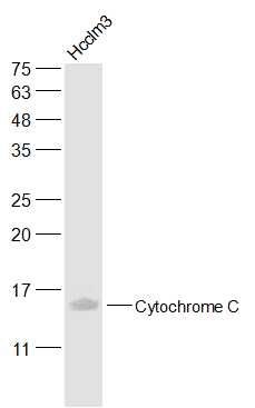 Cytochrome C细胞色素C单克隆抗体