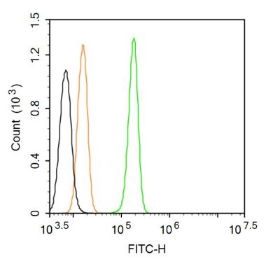 LAMP3溶酶体相关膜蛋白3抗体