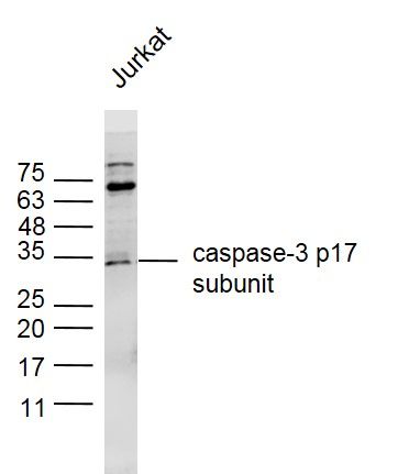 caspase-3 p17 subunit antibody
