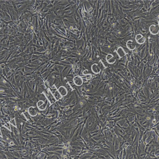 大鼠视网膜微血管周细胞/免疫荧光鉴定/镜像绮点（Cellverse）