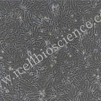 大鼠视网膜微血管周细胞/免疫荧光鉴定/镜像绮点(Cellverse)