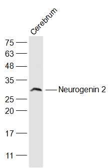 Neurogenin 2神经元素2抗体