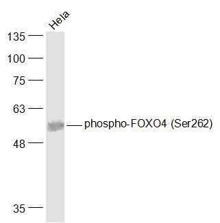 phospho-FOXO4 (Ser262)磷酸化叉头蛋白4