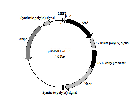 MEF2-GFP报告基因质粒现货