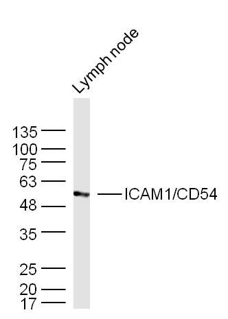 ICAM1/CD54 antibody