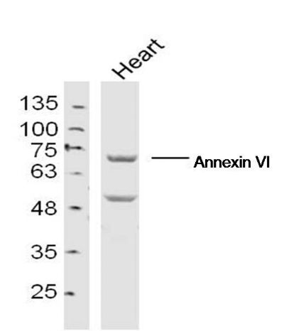 Annexin VI antibody