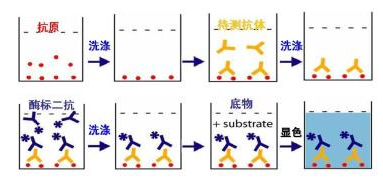 小鼠神经营养因子3(NT-3)检测试剂盒
