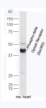 Phospho-delta Opioid Receptor 