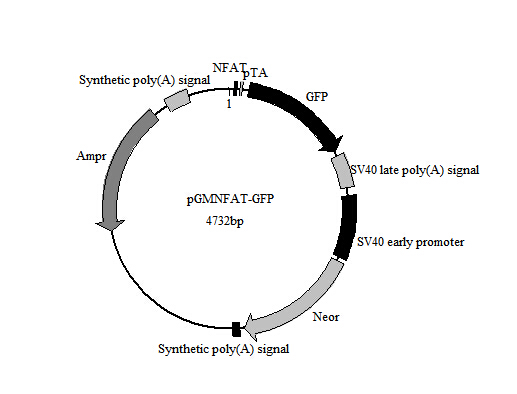 SY0180型ER-GFP报告基因质粒厂家