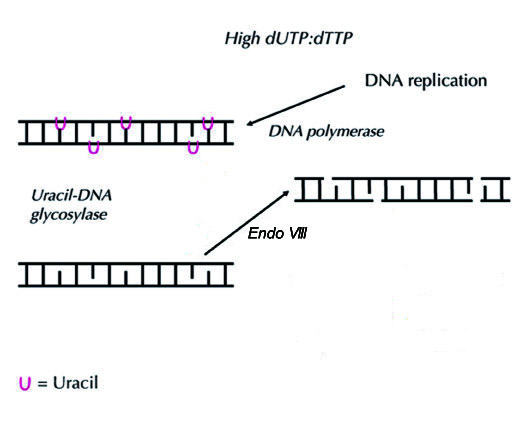 尿嘧啶切刻酶反应示意图