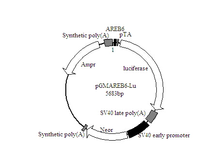 北京促销AREB6-Luc荧光素酶报告基因质粒价格