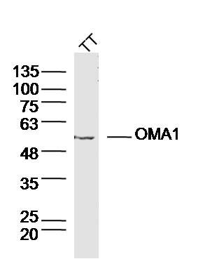 OMA1 antibody