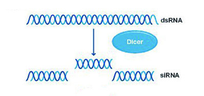 Dicer(RNase III)反应示意图