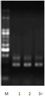 台湾旭基－病毒核酸纯化试剂盒VR100