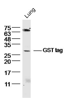 GST tag antibody