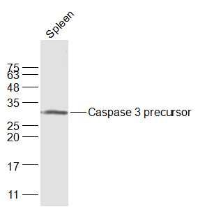 Caspase 3 precursor半胱天冬酶-3酶原抗体