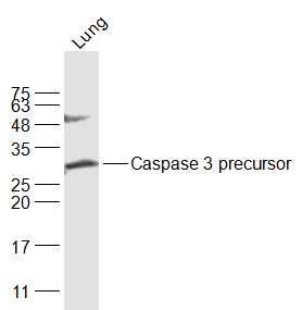 Caspase 3 precursor半胱天冬酶-3酶原抗体