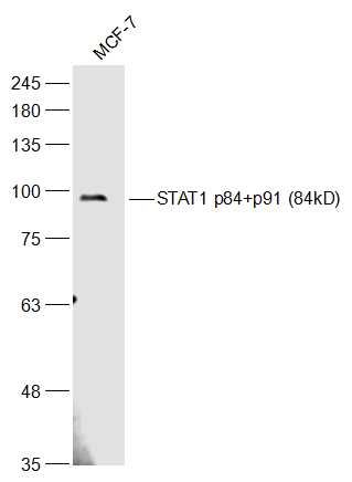 STAT1 p84+p91信号转导与转录激活因子1抗体