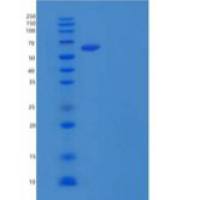 小鼠细胞粘附分子1重组蛋白