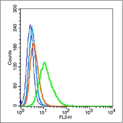 ID1 DNA结合抑制因子1抗体