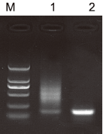 北京现货2×Hot Start Taq Plus PCR M