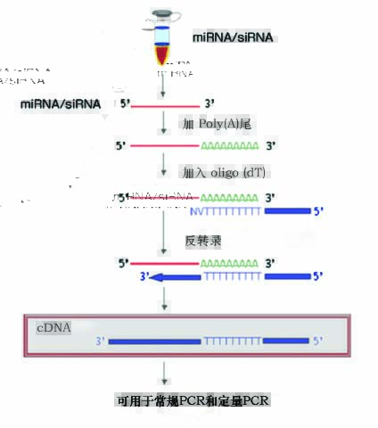 miRNA cDNA第一链合成试剂盒反应流程