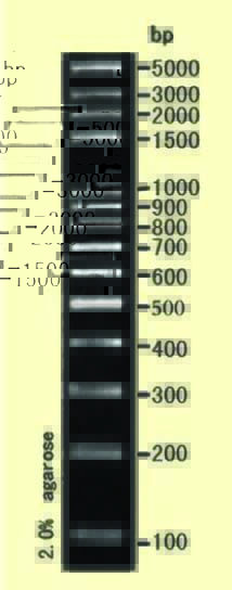 DNA ladder(100-5000bp)