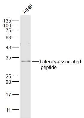 Latency-associated peptide ant