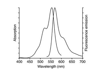 北京p21抗体报价