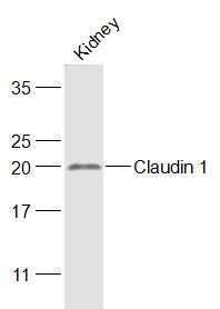 Claudin 1紧密连接蛋白1抗体