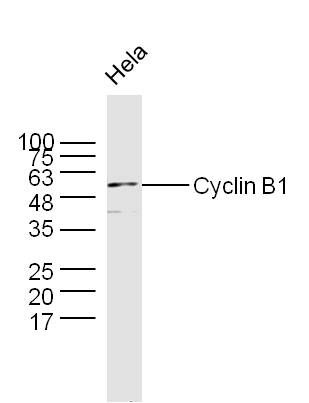 Cyclin B1周期素B1抗体