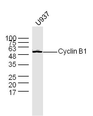 Cyclin B1周期素B1抗体