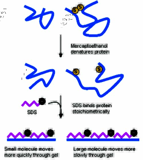 SDS和b-巯基乙醇在SDS-PAGE蛋白变性电泳中的作用